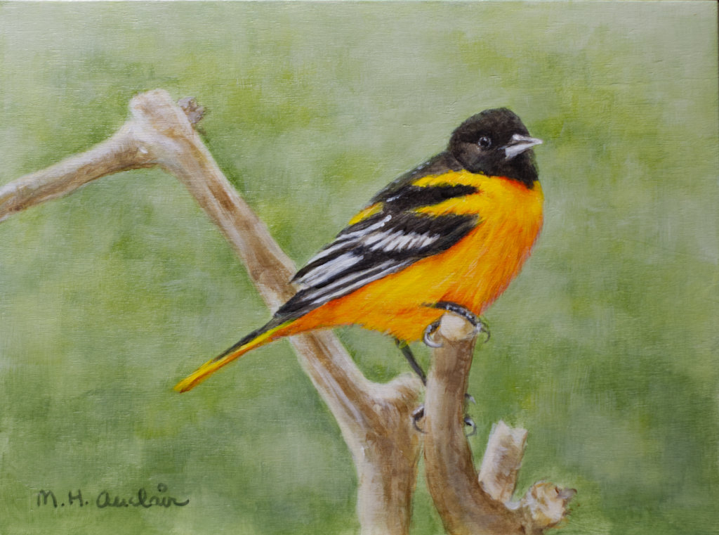 Portrait de Robin